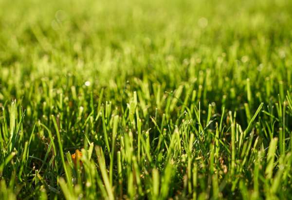 Gras voetbalvelden Trinitas Oisterwijk nog niet klaar voor nieuwe seizoen