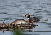 O’ wat ben je mooi