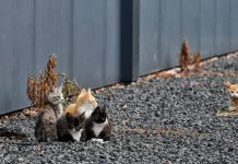 Jonge poesjes gevonden op bedrijventerrein Oisterwijk