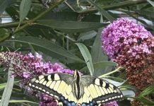 O’ wat ben je mooi