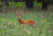 O’ wat ben je mooi