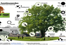 Biodiversiteitsteam ontevreden over deel bomenkap 238 bomen in Oisterwijk