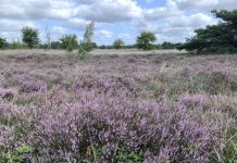 Beleef de bloeiende heide op de Kampina met IVN Oisterwijk