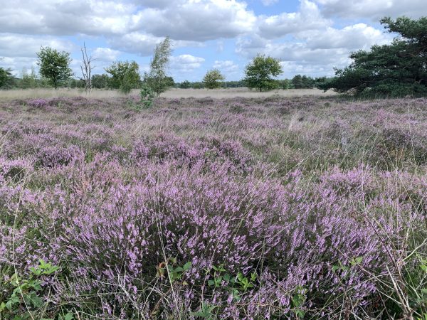 Beleef de bloeiende heide op de Kampina met IVN Oisterwijk