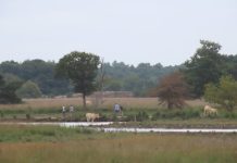 Heerlijk wandelen en fietsen op Oisterwijkse Kampina