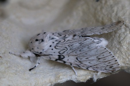 IVN Oisterwijk: Hoe later op de avond, hoe schoner het volk