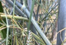 Zo mooi als de vlinder, zo mooi is de rups