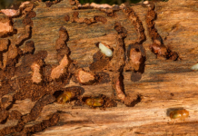 Last van houtworm in huis? Zo kun je houtworm bestrijden en schade voorkomen *