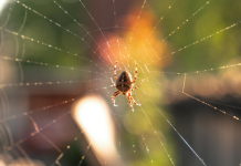 IVN Oisterwijk vertelt je alles over diersporen