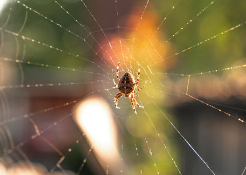 IVN Oisterwijk vertelt je alles over diersporen