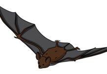 Vleermuizen ontdekken met IVN Oisterwijk