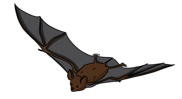 Vleermuizen ontdekken met IVN Oisterwijk