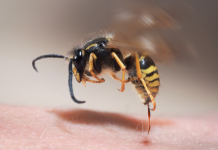 Wat te doen bij een allergische reactie op een wespensteek? *