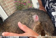 Wie is of weet de eigenaar van aanvallende honden in Oisterwijkse bossen?