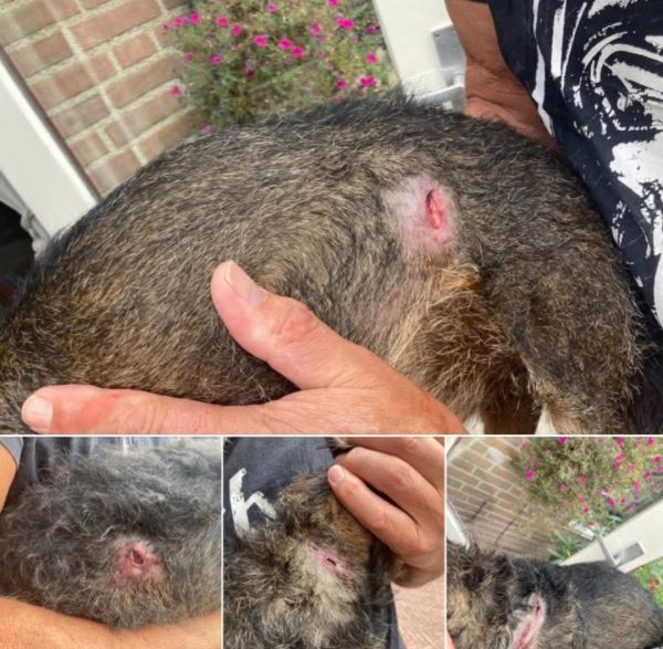 Wie is of weet de eigenaar van aanvallende honden in Oisterwijkse bossen?