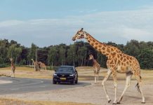 Parelfair Oisterwijk neemt u mee naar Beekse Bergen