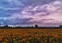 Een bloemetje uit Oisterwijk