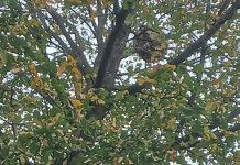 Hoornaarsnest aangetroffen in Pannenschuur Oisterwijk