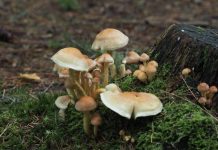 IVN excursie paddenstoelen rondom Nemerlaer Haaren