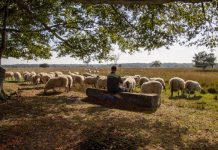 Ontmoet schaapherder en boswachter op Oisterwijkse Kampina