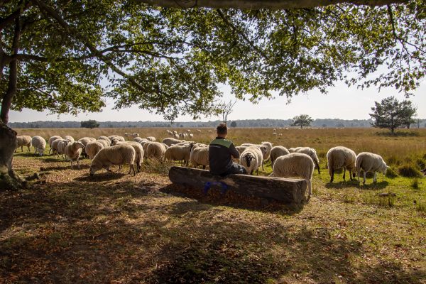 Ontmoet schaapherder en boswachter op Oisterwijkse Kampina