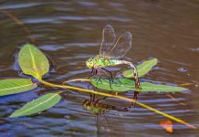 O’ wat ben je mooi