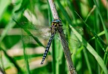 O’ wat ben je mooi