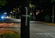 ‘Een verwerpelijke actie’, vindt Gemeente Oisterwijk van bomen met verf bespuiten