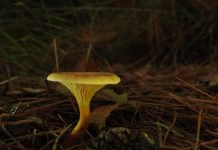 O’ wat ben je mooi