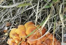 O’ wat ben je mooi