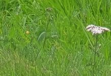 O’ wat ben je mooi