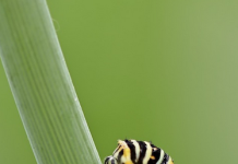 Leuke activiteiten voor in je tuin *