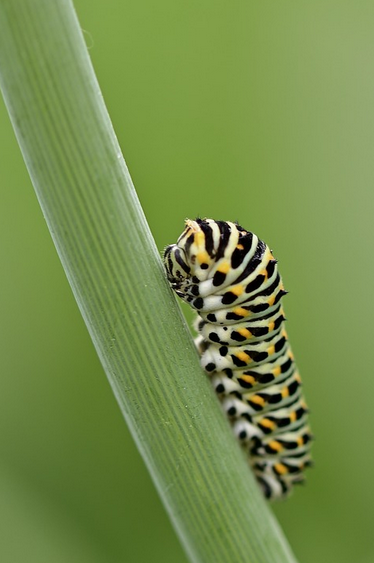 Leuke activiteiten voor in je tuin *