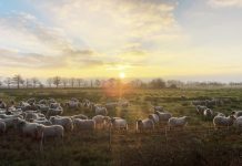 Tijdelijk een schaapskudde in het Moergestels Broek
