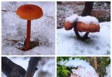 Paddenstoelen kijken in de winter is verbazingwekkend mooi