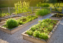 Oogsten zonder opnieuw te zaaien: de kracht van vaste moestuinplanten *