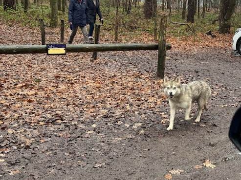 Hardnekkig gerucht over wolf in Oisterwijkse bossen is gewoon hond Bella
