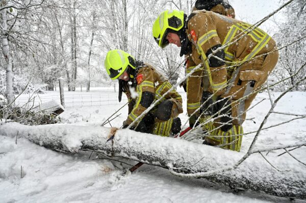 Boom valt om door sneeuw in Moergestel