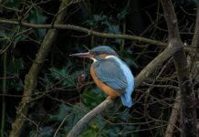 Met IVN Oisterwijk vogels kijken en snert