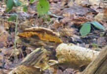 O’ wat ben je mooi