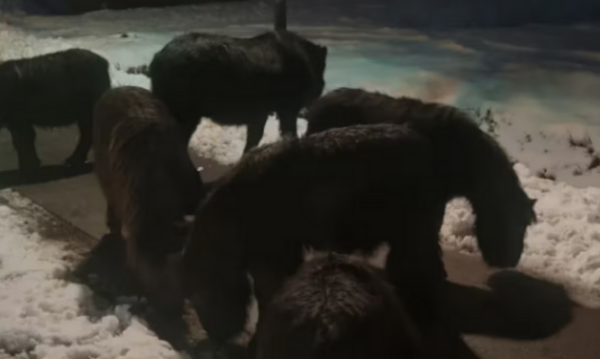 Politie kan ontsnapte pony’s niet vasthouden