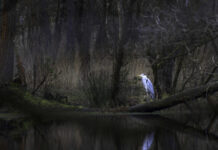 Fototentoonstelling FOMO werd goed bezocht en is nog online te zien