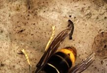 Actie tegen de Aziatische hoornaar Actie tegen de Aziatische hoornaar