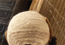 Help mee de Aziatische hoornaar te bestrijden