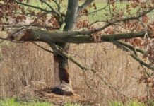 O’ wat ben je mooi