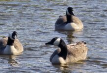 O’ wat ben je mooi