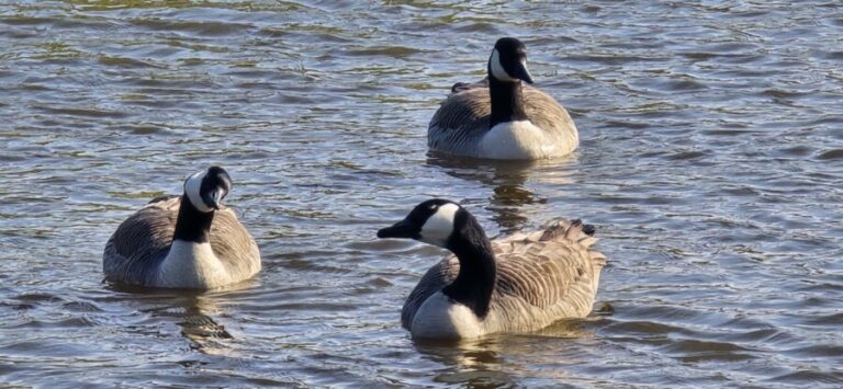 O’ wat ben je mooi