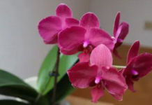 Lezing over Orchideeën bij IVN Oisterwijk