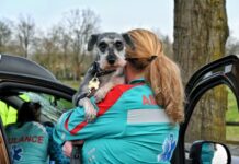 Auto tegen boom in Oisterwijk