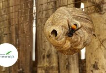 Gemeente Oisterwijk: Overlast door ongedierte rondom je huis, wat kan je doen? Gemeente Oisterwijk: Overlast door ongedierte rondom je huis, wat kan je doen?